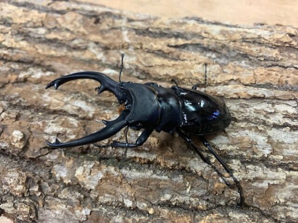フィリピンワイルド便入荷！ : カブトクワガタ☆GLOBAL