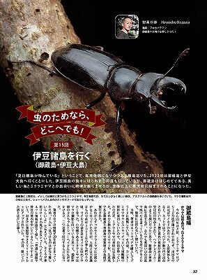 次回ビークワ！ : カブトクワガタ☆GLOBAL