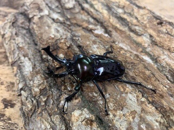人気！ニジイロクワガタ : カブトクワガタ☆GLOBAL