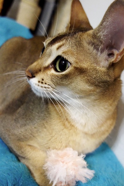 プロフィール Katze Mix猫 シンガプーラ トンキニーズ プロフィール Katze Mix猫 シンガプーラ トンキニーズ