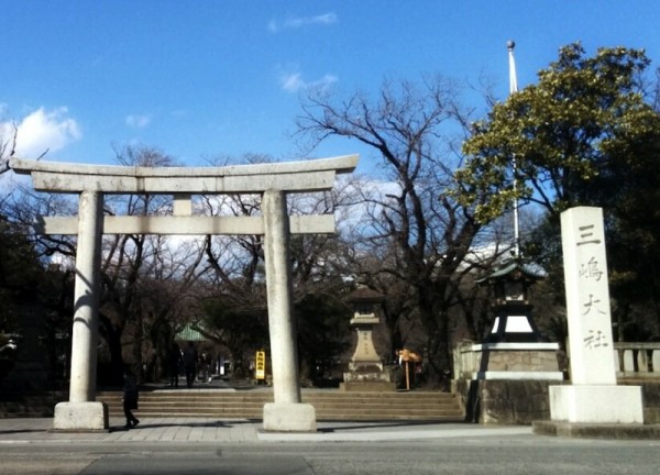 三嶋大社 桜はまだでした ミシマシブログ 静岡県三島市のくらし