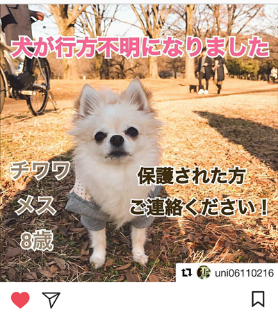 拡散希望 迷い犬 ウニちゃん を探しています こころのあったかｄａｙｓ