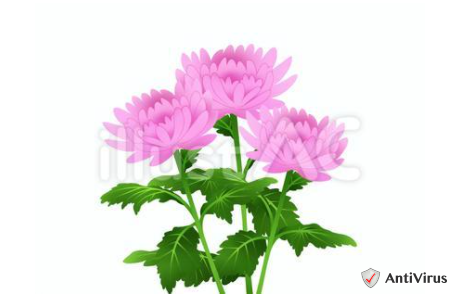 イラスト素材 菊の花 桃 イラスト素材を作ってるブログ