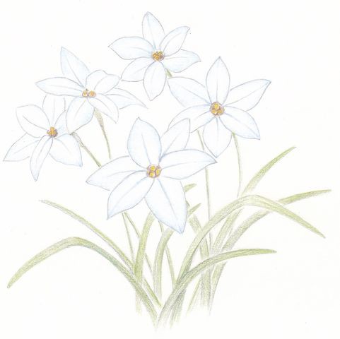 ハナニラ Ipheion Uniflorum 英語で話す日本 About Japan In English