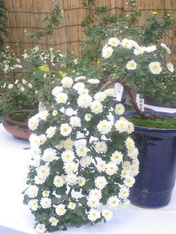 菊 Chrysanthemum 1 英語で話す日本 About Japan In English