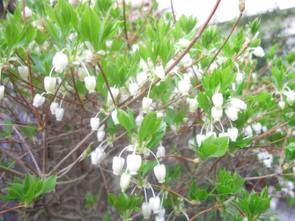 ドウダンツツジ Enkianthus Perlatus 英語で話す日本 About Japan In English ドウダンツツジ Enkianthus Perlatus 英語で話す日本 About Japan In English