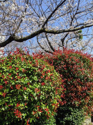 カナメモチ Japanese Photinia 英語で話す日本 About Japan In English