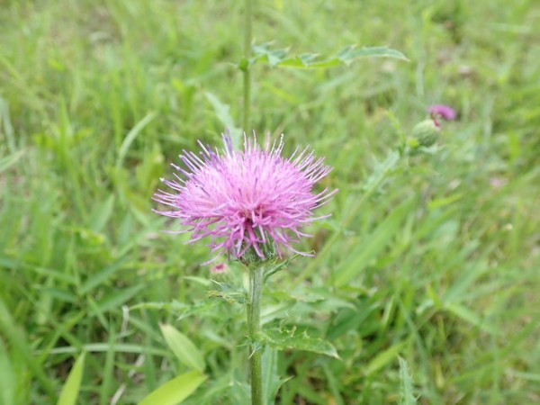 ノアザミ Japanese Thistle 英語で話す日本 About Japan In English