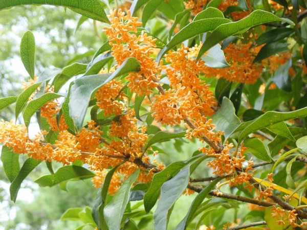 キンモクセイ Fragrant Orange Colored Olive 英語で話す日本 About Japan In English