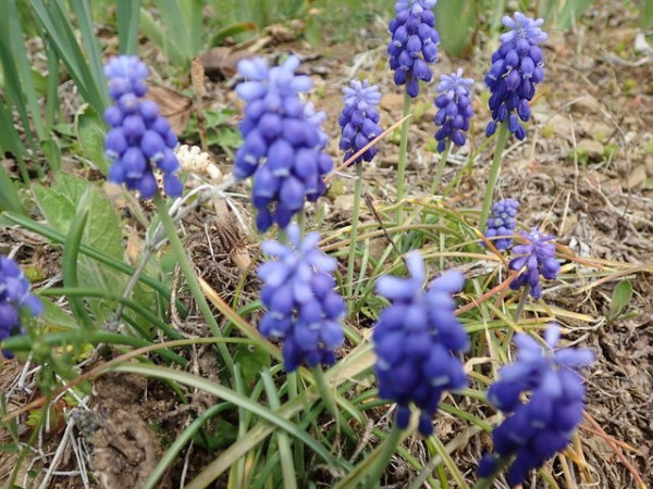 ムスカリ Grape Hyacinth 英語で話す日本 About Japan In English