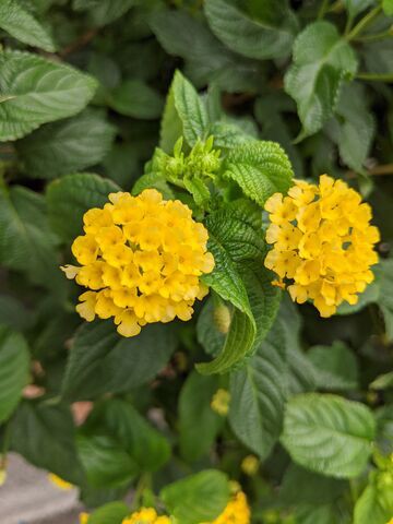 コバノランタナ Lantana Montevidensis 英語で話す日本 About Japan In English