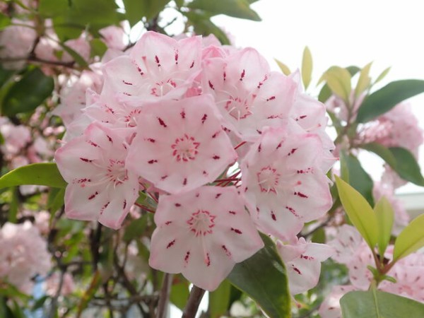 カルミア Kalmia Latifolia 英語で話す日本 About Japan In English