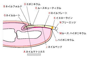 小さい爪 子供爪 男爪を大きく魅せる 女性爪へ 美美々っときた