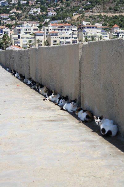 吹くほど可愛い画像 子羊の救出劇 ほっこりぃカフェ