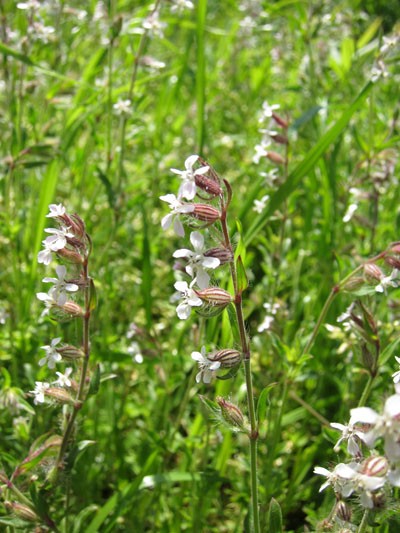 街でよく見かける雑草や野草がよーくわかる本 秀和システム おすすめの雑草図鑑 01 ご近所の日々 街でよく見かける雑草や野草がよーくわかる本 秀和システム おすすめの雑草図鑑 01 ご近所の日々