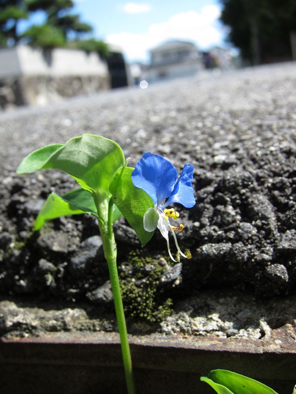 秋の雑草散歩 スベリヒユ クルマバザクロソウ ツユクサ ご近所の日々