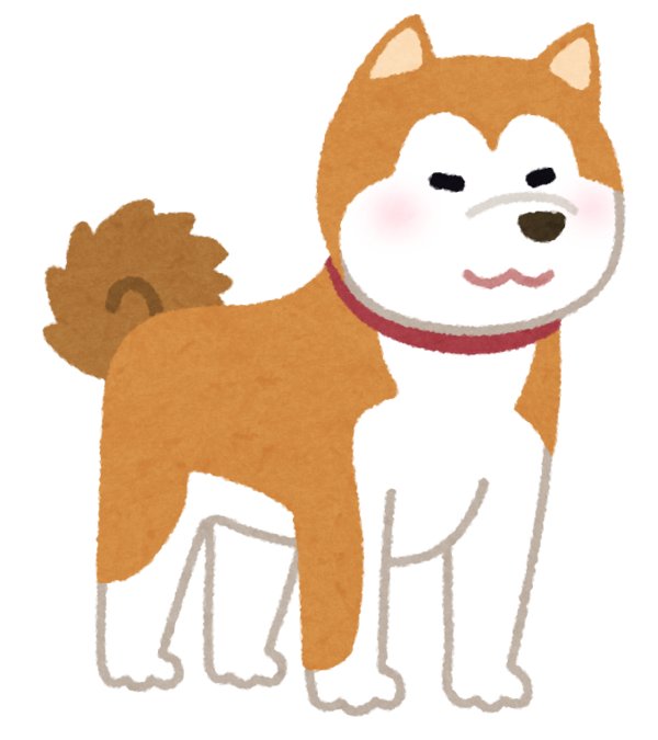 秋田犬の子犬 たった1年でとんでもない大きさに成長する ゴールデンタイムズ