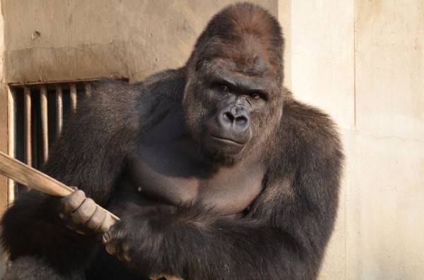 悲報 なんj民 ゴリラ語は読める ゴールデンタイムズ