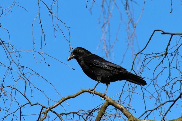 悲報 鳥取県 カラスが増えたから殺します ゴールデンタイムズ