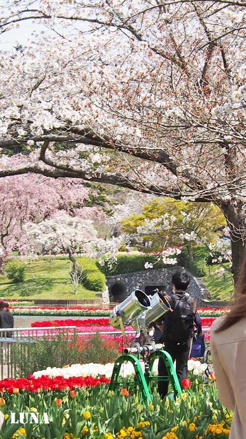 浜松フラワーパークの桜 1 おペケ写真部