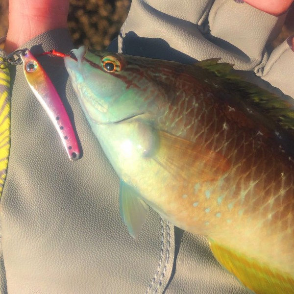 釣行記】りんたこさん監修ロッドのデビュー戦！―19月下美人AirAGS 68L