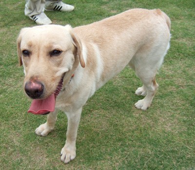 キャリアチェンジ犬 フリーダ 盲導犬lab Loveオフィシャルブログ