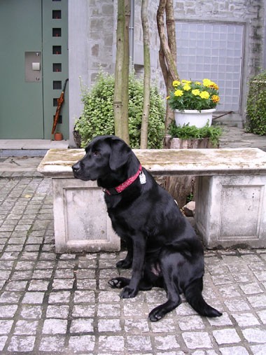キャリアチェンジ犬グローリー 盲導犬lab Loveオフィシャルブログ