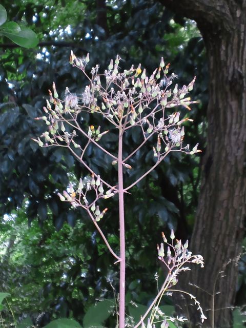 帰り道の花たち ゴンチャン花日記 いけばなブログ