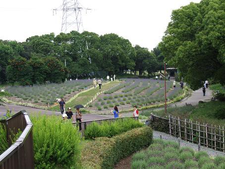 荒子川公園ラベンダーフェア 愉快な五人囃子の旅日記