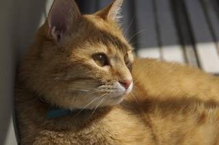 ワイ 16 ネッコ可愛いンゴ ネッコ 12 にゃー 稲妻速報