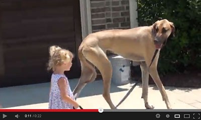 超ほのぼのする映像 自分より大きい犬とお散歩する女の子ｗｗｗｗ Youtube動画まとめブログ Goodtube
