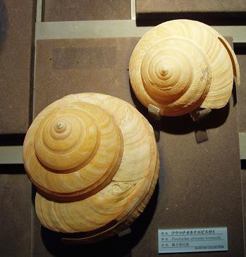 貝殻　オキナエビスガイ　オキナエビス 貝殻 オキナエビスガイ オキナエビス オキナエビスガイ | 貝の図鑑