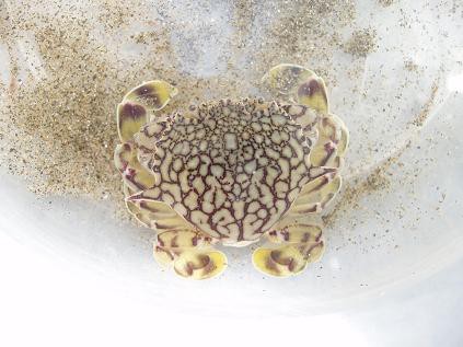 新舞子のカニ “キンセンガニ” : 石になる地のふしぎ