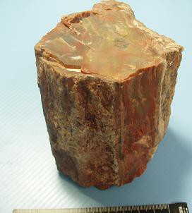 瑪瑙化した珪化木 : 石になる地のふしぎ