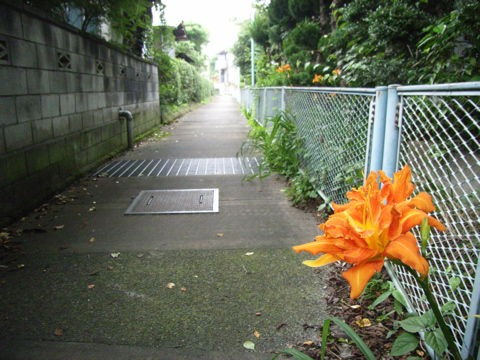 080 一夫多妻男の路地 山崎幹夫の映画リスト 経歴 上映歴