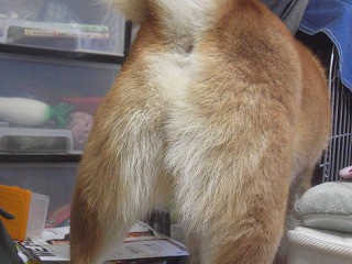 桃尻カットにしました 五番目の家族 柴犬ゴロー