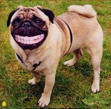 笑い犬 無料待ち受け画像集