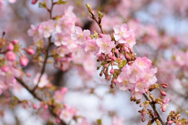 多摩川の河津桜 15年2月 後藤健太郎のブログ