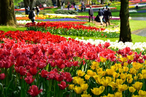 昭和記念公園のチューリップ 16 後藤健太郎のブログ
