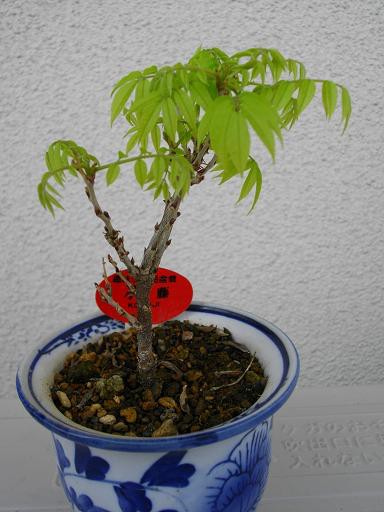 小藤 苔鉢 根上がり 旨いが一番