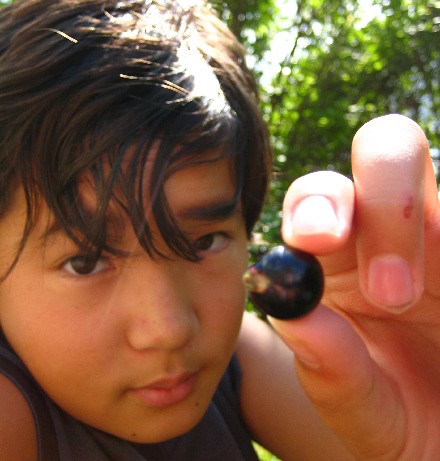 黒 い木の実も大豊作 もみの木一家の はちゃめちゃスロー ライフ 黒 い木の実も大豊作 もみの木一家の はちゃめちゃスロー ライフ