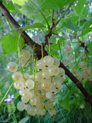 お庭で味わう 庭の味 もみの木一家の はちゃめちゃスロー ライフ