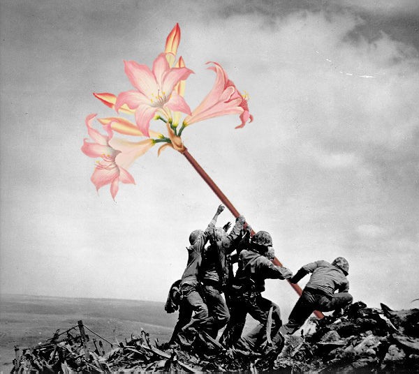 戦場写真の武器と花を置き換えたコラージュ グラムニュース