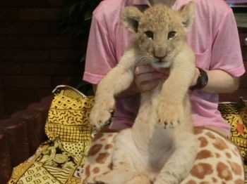 ライオンの赤ちゃん抱っこ 行ってきました グラン動物病院スタッフブログ ライオンの赤ちゃん抱っこ 行ってきました グラン動物病院スタッフブログ