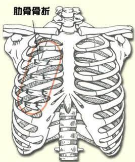 Bjjメディカルセミナーにて取り扱うテーマについて 肋骨骨折 桑原幸一のブラジリアン柔術日記