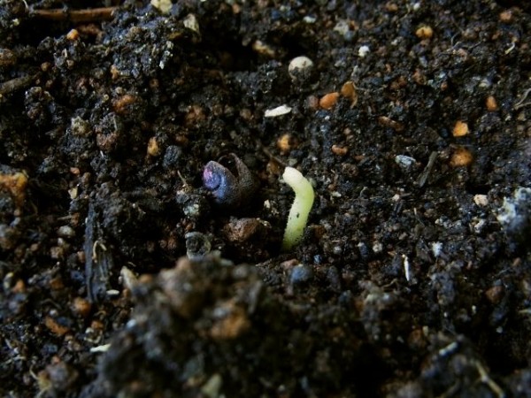 双葉を虫に食われた もういちど自家採種オクラの種まきをしました Kochan S ベランダ菜園blog マンションガーデニング 家庭菜園 仙台グルメ キャンペーン情報等