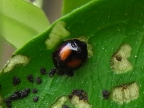 オリーブに害虫 ヘリグロテントウノミハムシ Kochan S ベランダ菜園blog マンションガーデニング 家庭菜園 仙台グルメ キャンペーン情報等