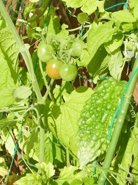 支え合うゴーヤとミニトマト Kochan S ベランダ菜園blog マンションガーデニング 家庭菜園 仙台グルメ キャンペーン情報等