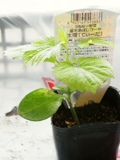 ゴーヤ苗の植え付け Kochan S ベランダ菜園blog マンションガーデニング 家庭菜園 仙台グルメ キャンペーン情報等