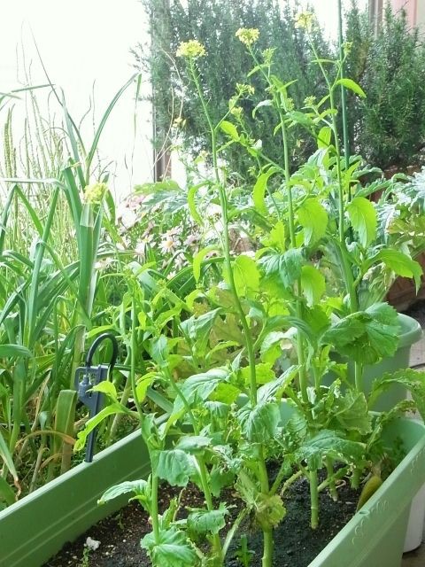 子持ち高菜の花が咲いちゃいました Kochan S ベランダ菜園blog マンションガーデニング 家庭菜園 仙台グルメ キャンペーン情報等